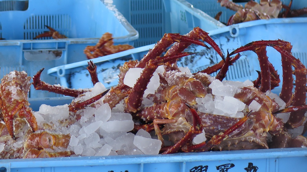 いばらがに水揚げ