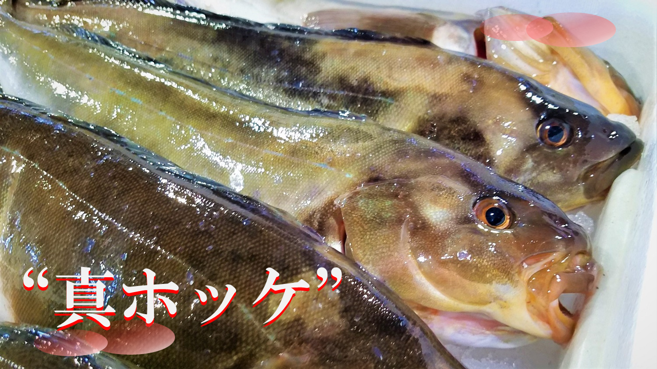ホッケ