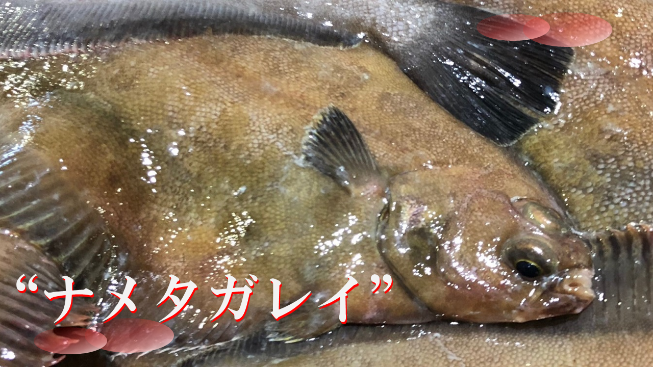 ナメタガレイ