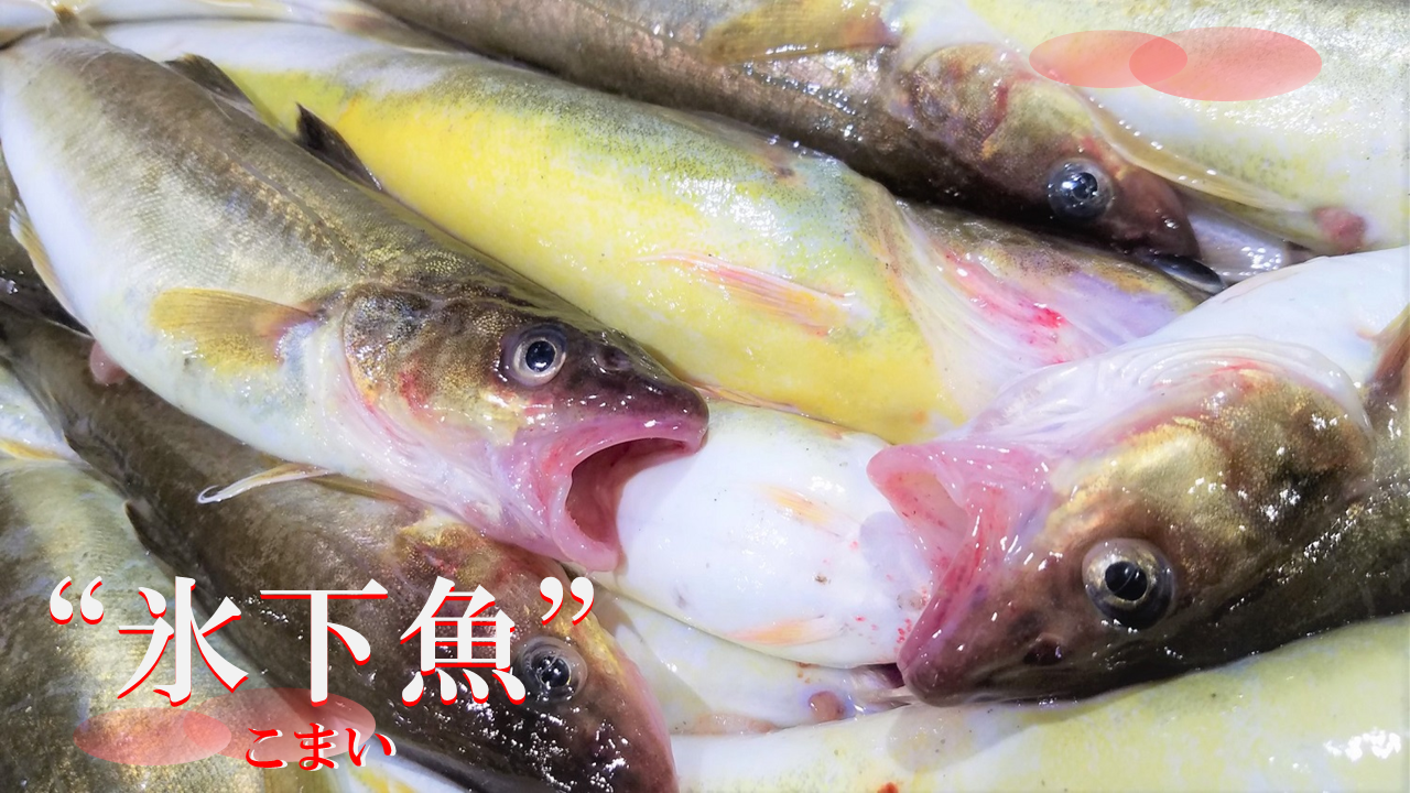 氷下魚