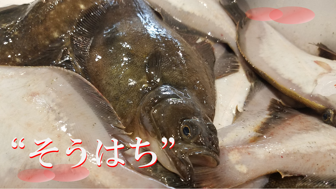 宗八