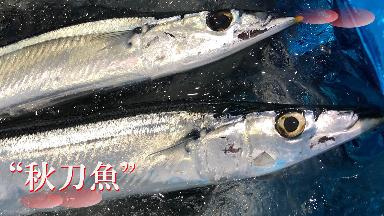 秋刀魚